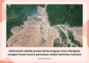 dampak deforestasi